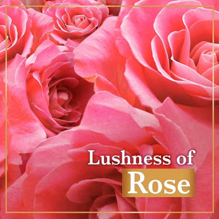 شامپو بدن کرمی لوکس رایحه گل رز lux soft rose
