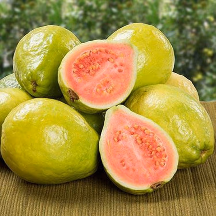 کره بدن گواوا پتال فرش petal fresh perfecting